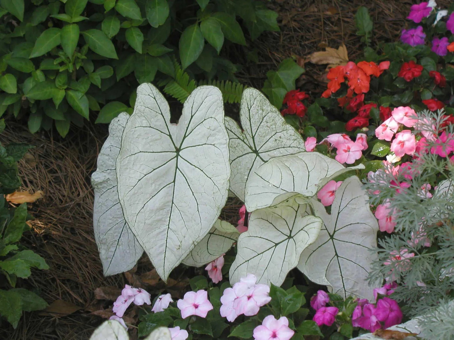 Florida Moonlight Fancy Leaf Caladium