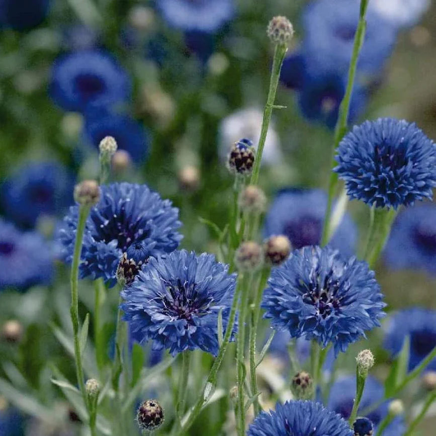 Florist Blue Boy – Centaurea Seed