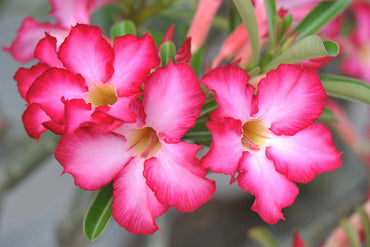 Adenium Flower Seeds for Planting, Heirloom, Non-GMO, 100