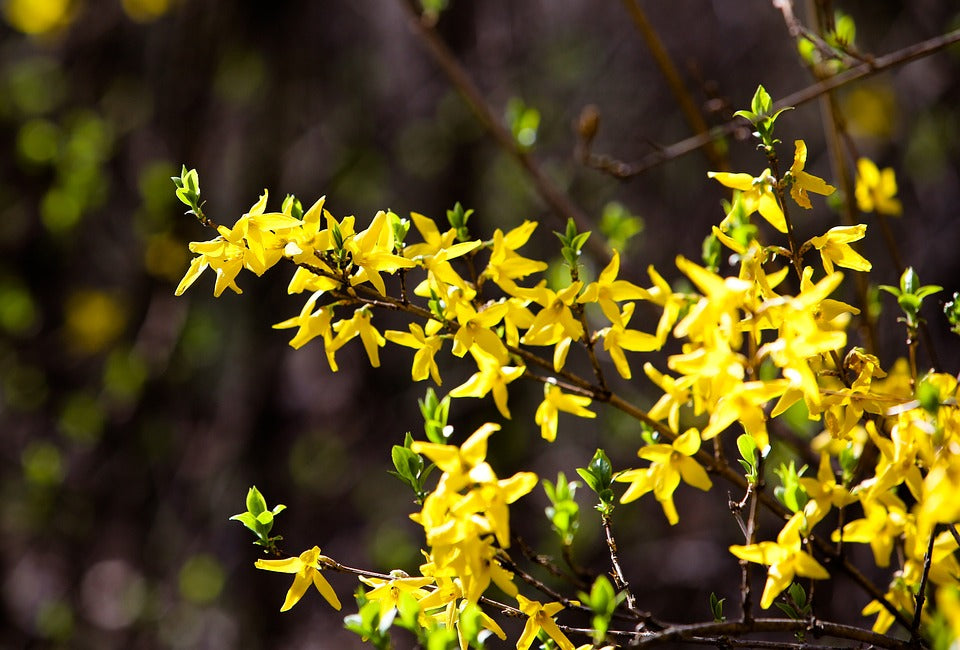 Trifoliate Forsythia Flower Seeds for Planting ,Heirloom Seeds
