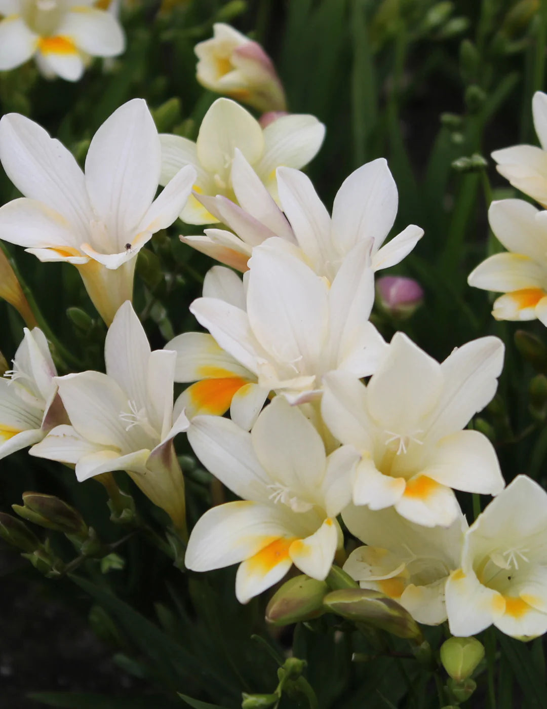 Freesia- Refracta Alba
