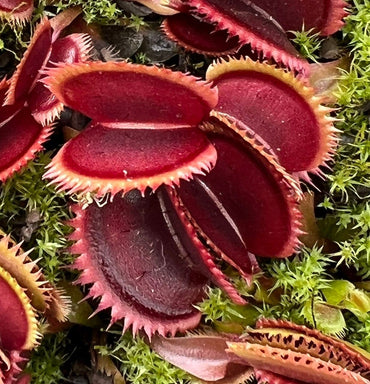 Red Venus Flytrap – Rare Carnivorous Plant for Home & Garden Terrariums