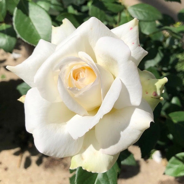 Sugar Moon Hybrid Tea Rose
