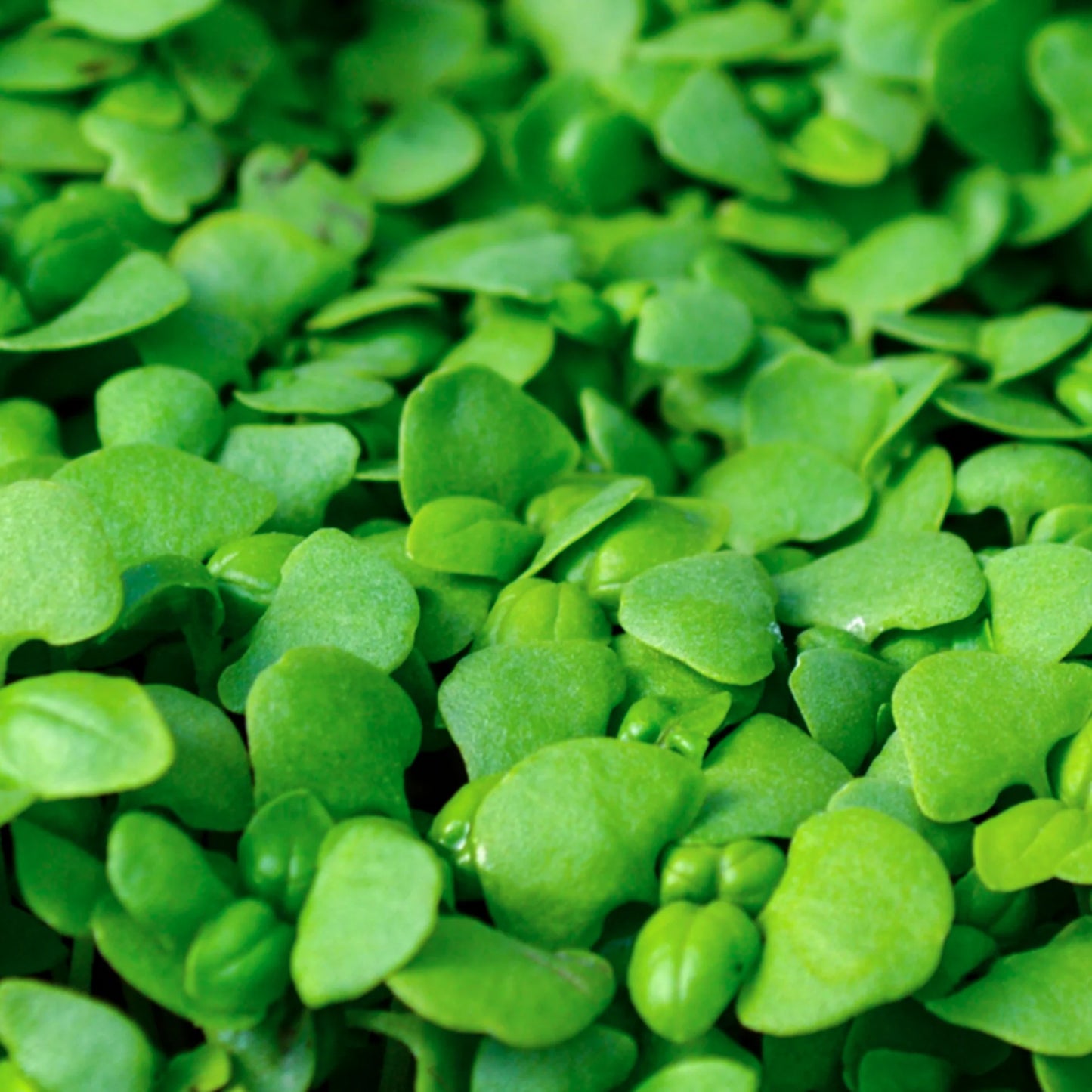 Basil, Genovese – Organic Microgreen Seed