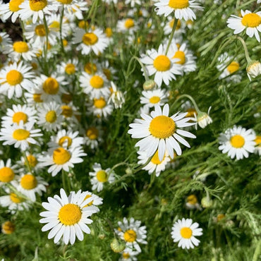 German Chamomile
