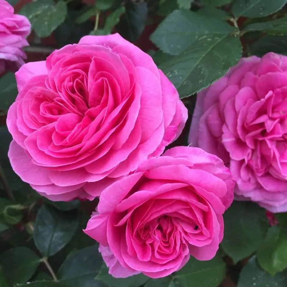 Rose- Gertrude Jekyll