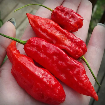 Chilli- Bhut Jolokia Red