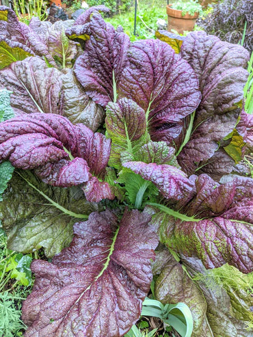 Mustard Greens- Red Giant