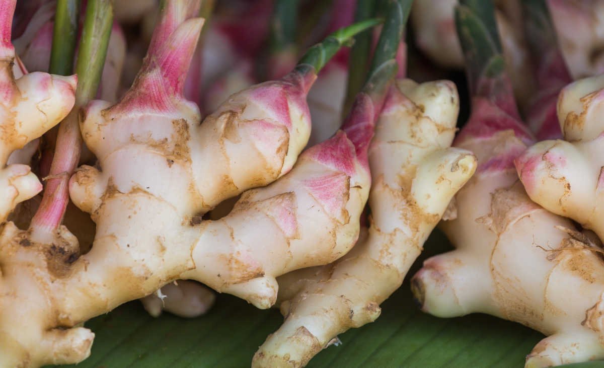 Ginger (Rhizome)