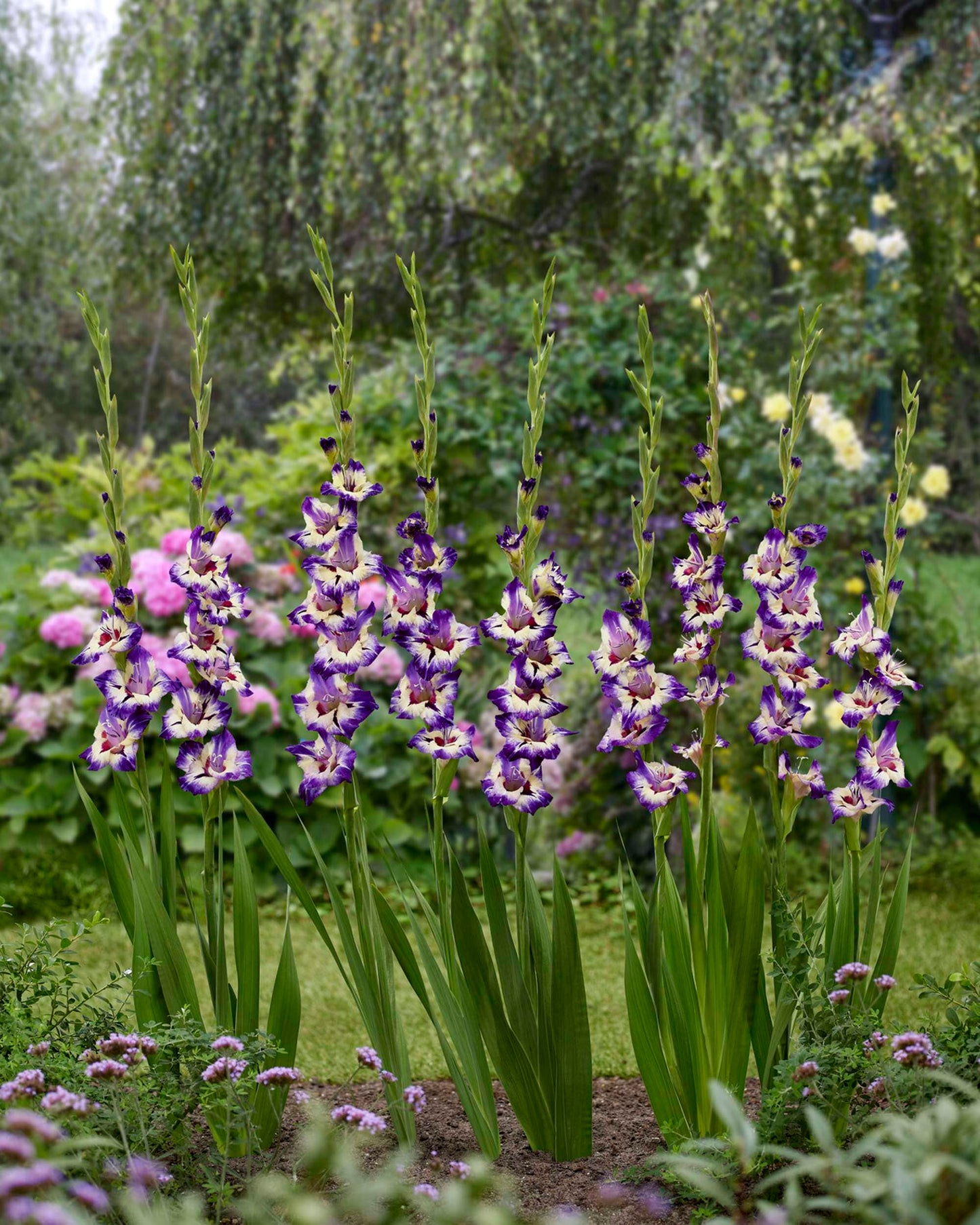 Circus Color Gladiolus