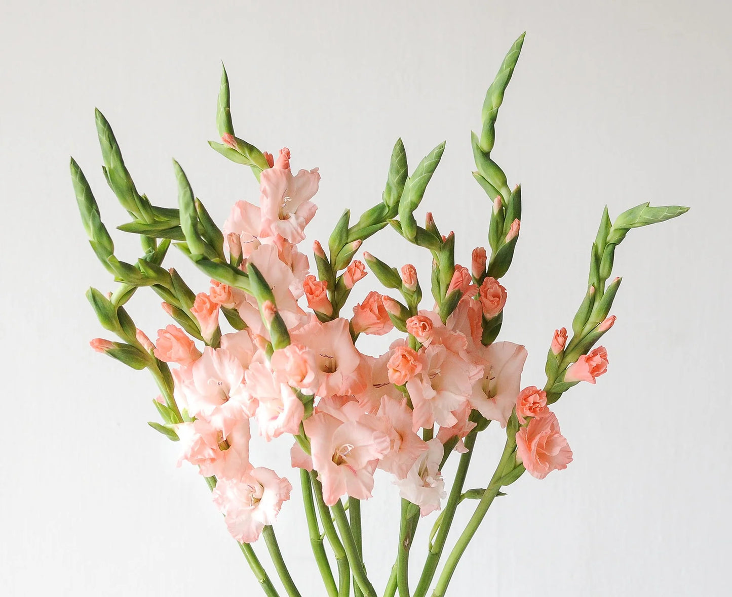 Emmy Dwarf Gladiolus