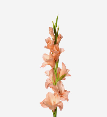 Emmy Dwarf Gladiolus