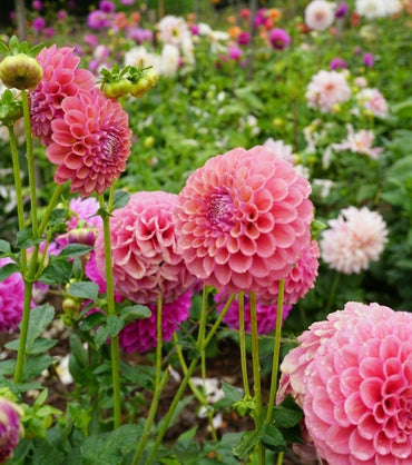 Dahlia- Happy (Tuber)