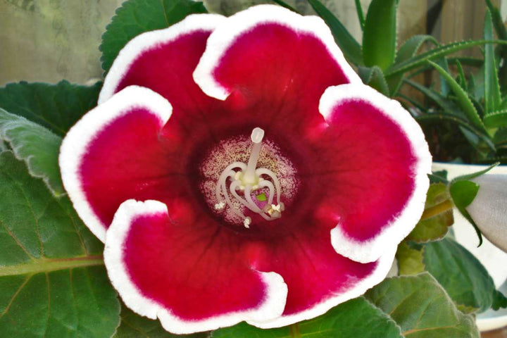 Heirloom Non-GMO Gloxinia Flower Seeds for Planting – Vibrant Indoor Blooming Houseplant Seeds