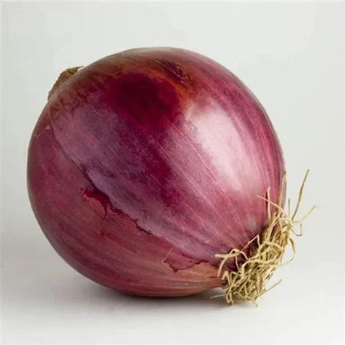 Red Marble – Onion Seed