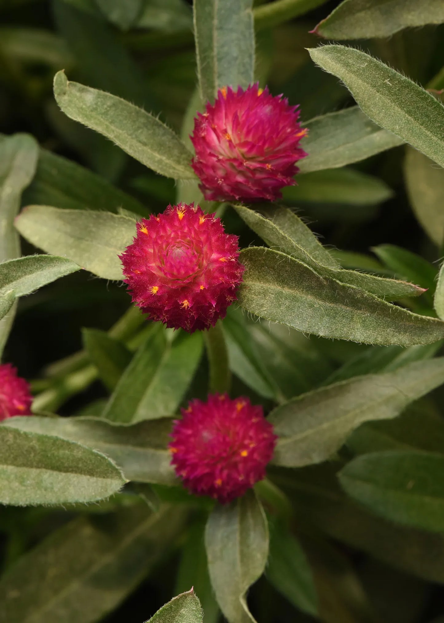 QIS? Carmine – Gomphrena Seed