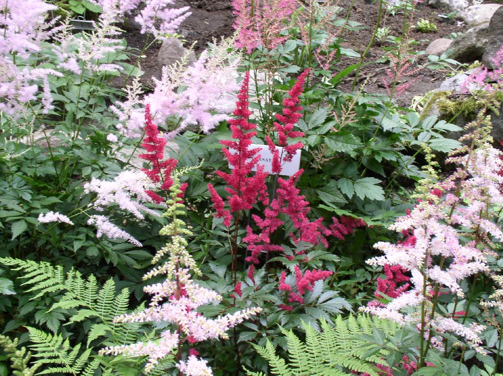Granat Astilbe