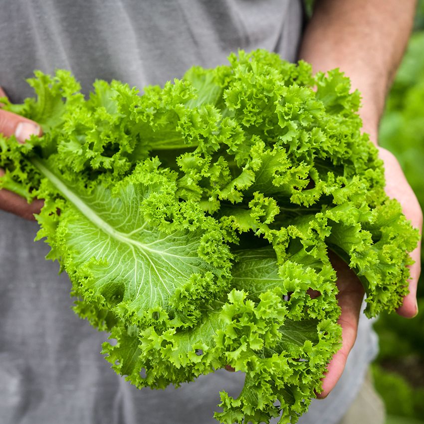 Mustard Greens- Southern Giant Curled