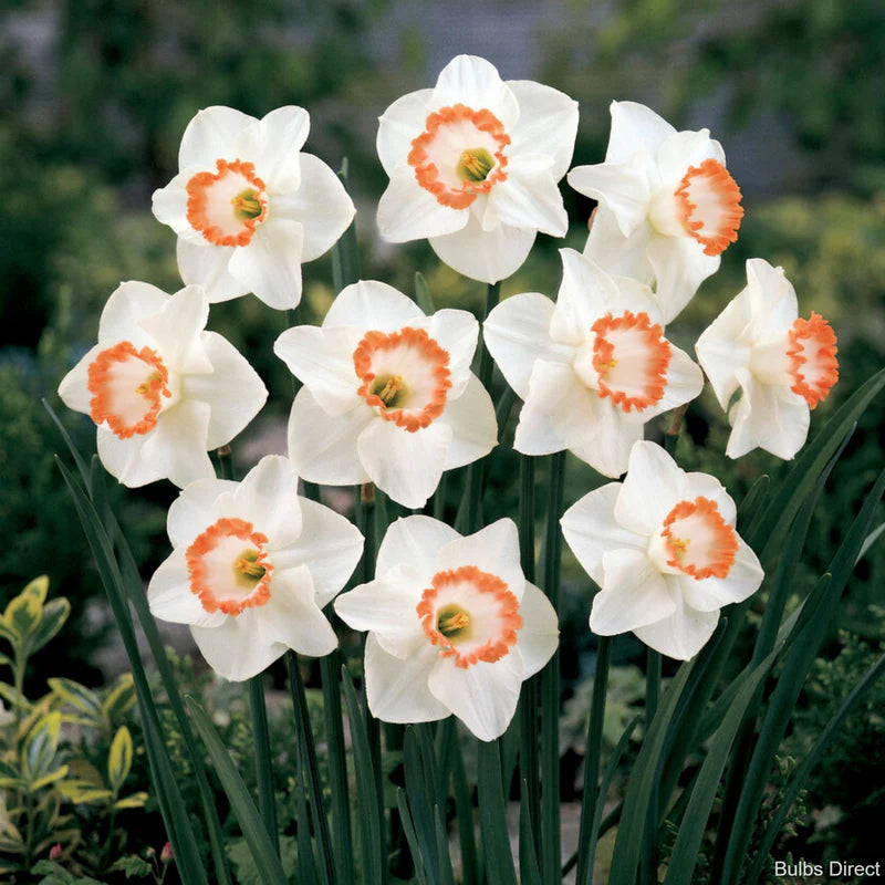 Pink Charm Daffodil Seeds
