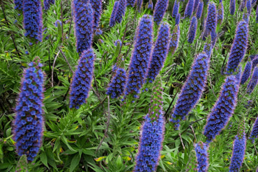 Echium- Pride of Madiera