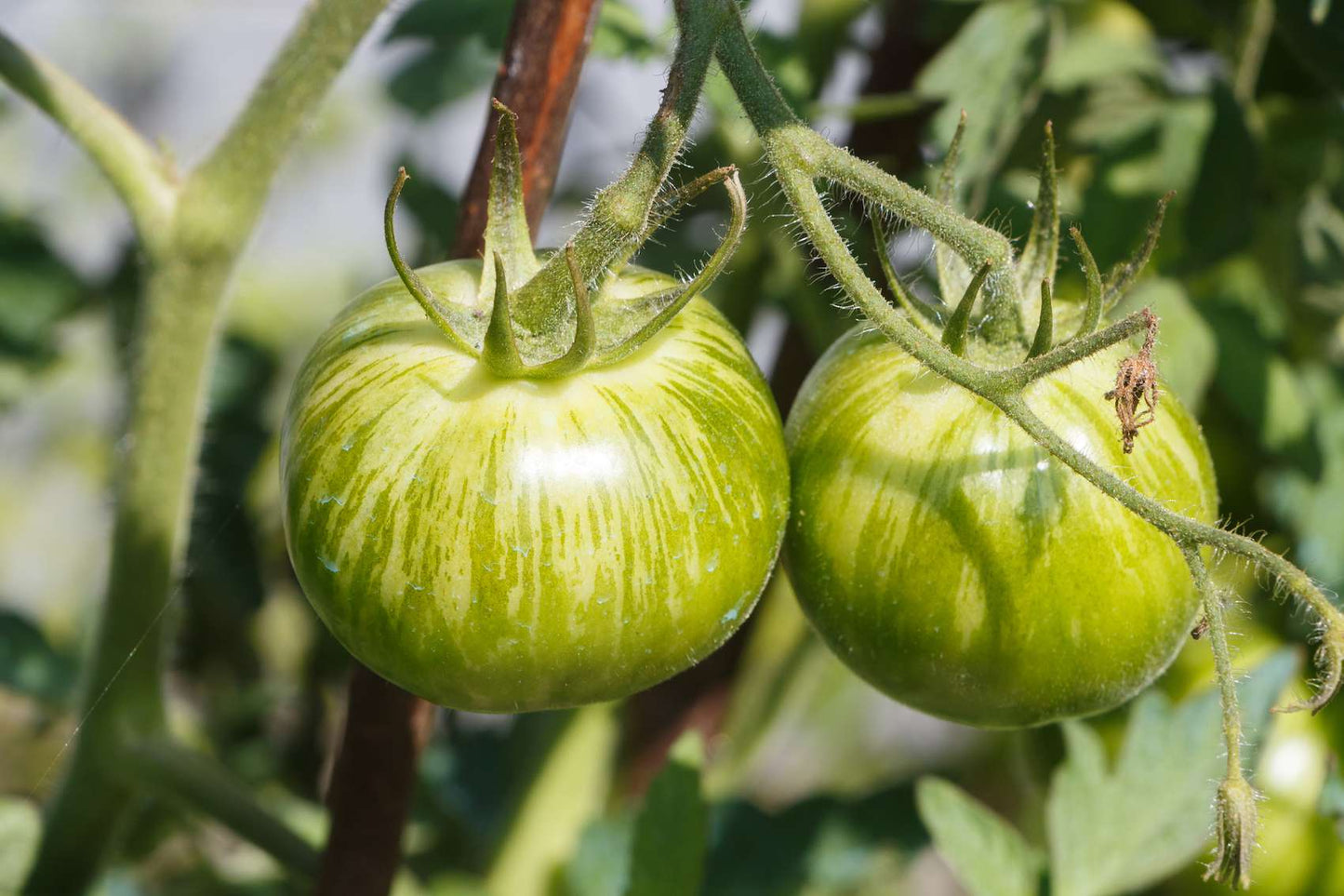 Green Zebra – Organic Tomato Seed