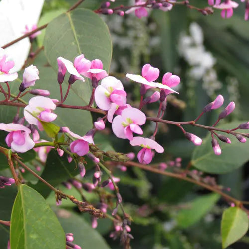 Hardenbergia- Pink