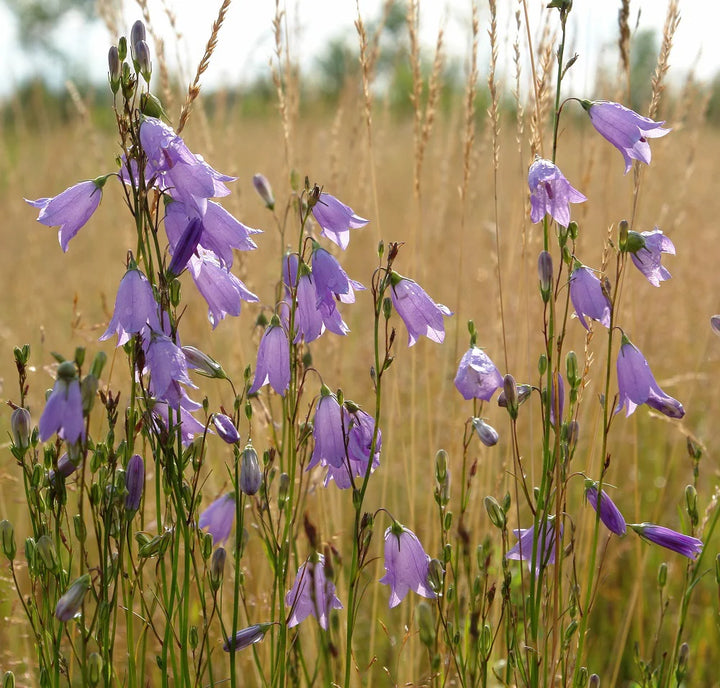 Heirloom Harebell Flower Seeds for Planting, Non-GMO