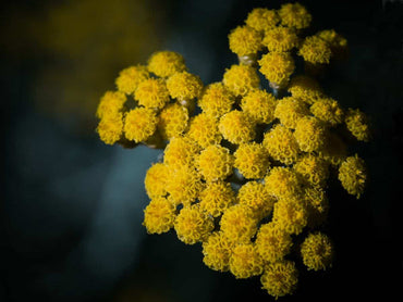 Heirloom Helichrysum Flower Seeds, Non-GMO Everlasting Blooms for Dried and Garden Planting