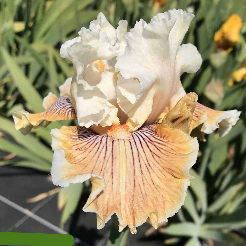 Hello Darling Bearded Iris