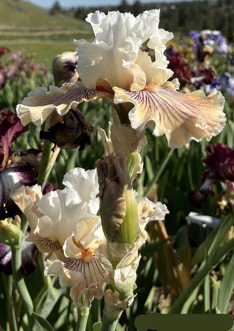 Hello Darling Bearded Iris Seeds