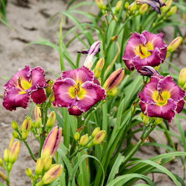 Cherry Valentine Reblooming Daylily