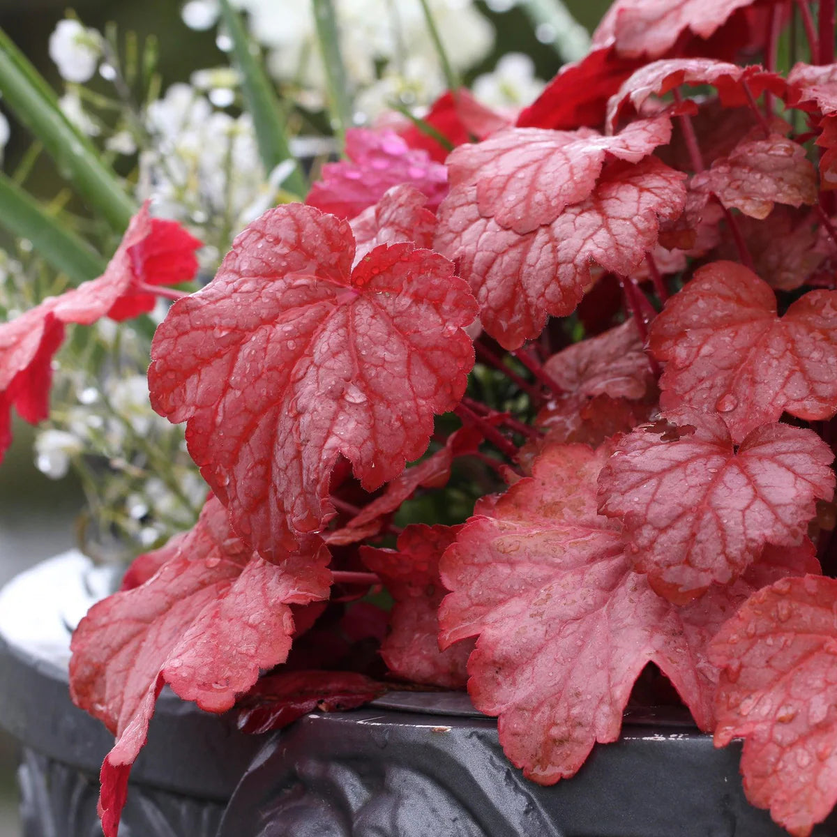 Forever Red Heuchera