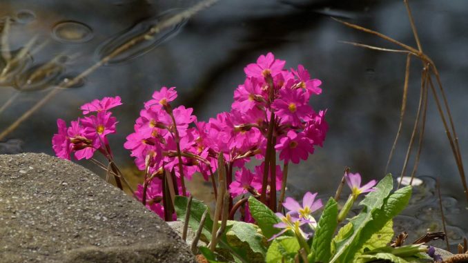 Himalayan Primrose Flower Seeds, Heirloom, Non-GMO Seeds for Planting