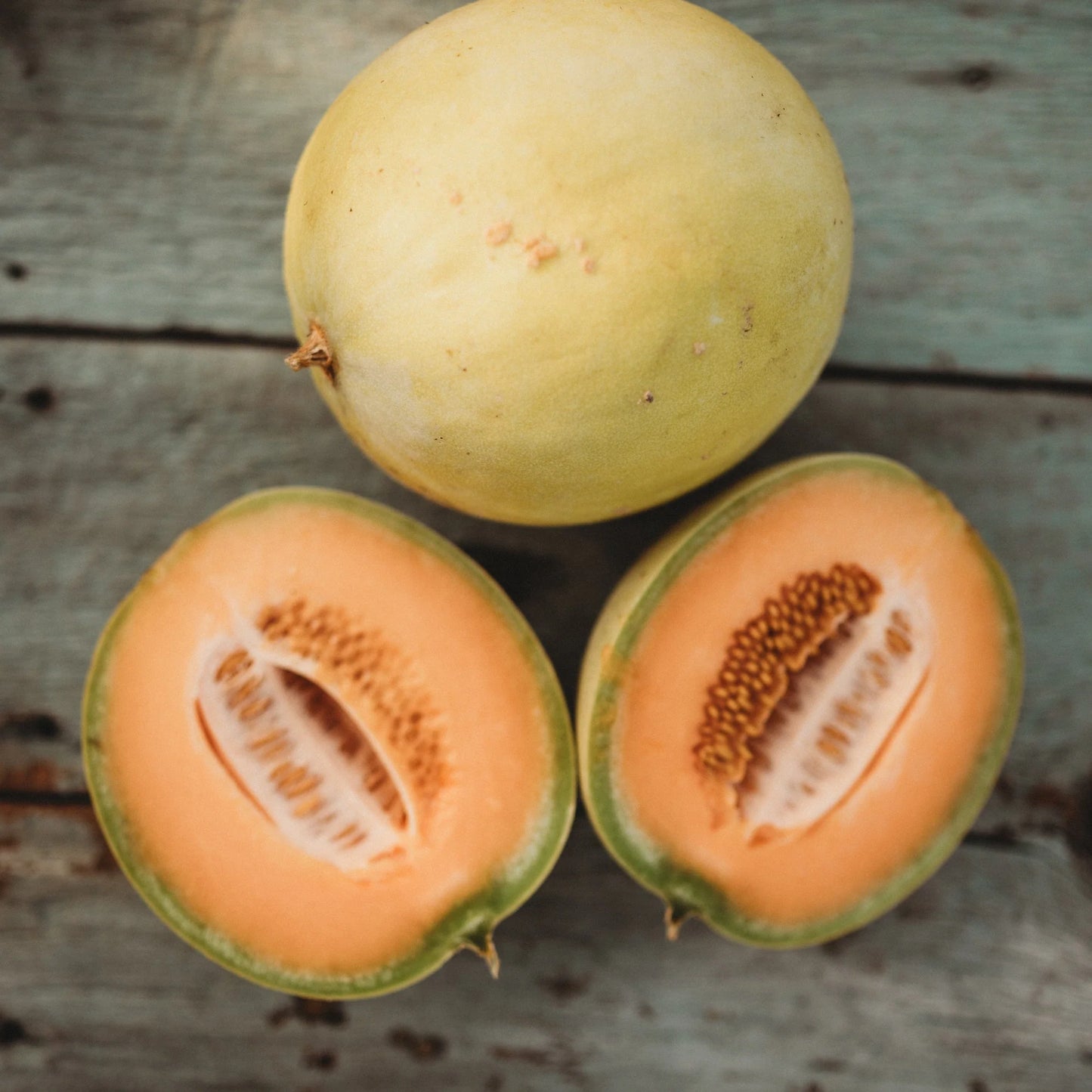 Honey Orange – Melon Seed