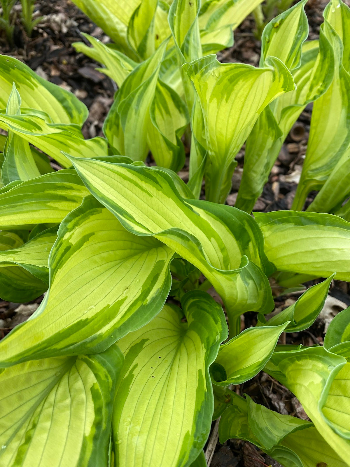 Fortunei Albopicta Hosta