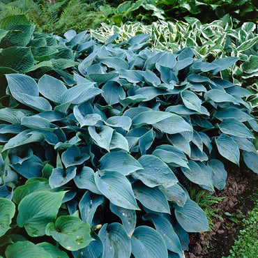 Halcyon Hosta