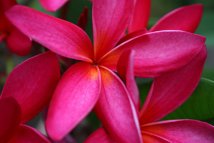 Heirloom Non-GMO Deep Pink Egg Flower Seeds for Planting – Vibrant Garden Blooms