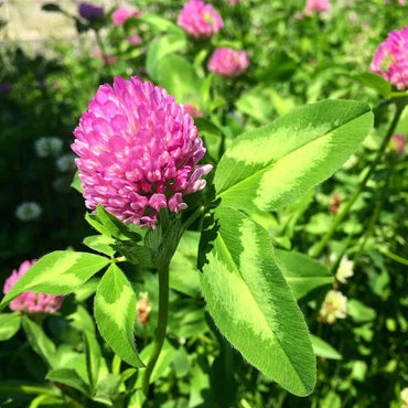 Organic Pink Clover Plant Seeds for Planting – Heirloom, Non-GMO