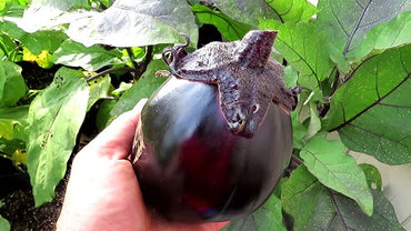 Eggplant- Mitoyo
