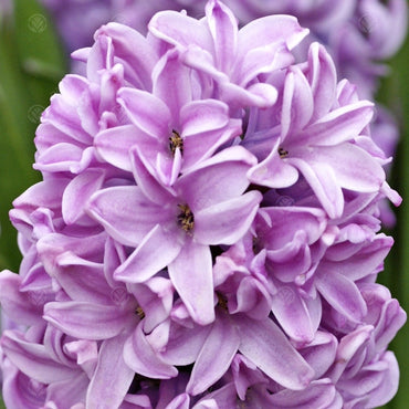 Hyacinth- Splendid Cornelia