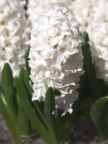 Hyacinth- Pallas