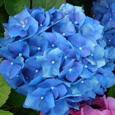 Heirloom Deep Blue Hydrangea Flower Seeds, Non-GMO Stunning Blooms for Planting