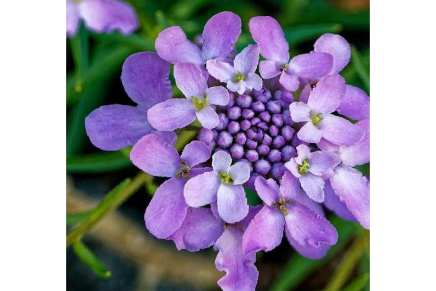 Candytuft- Gibraltar