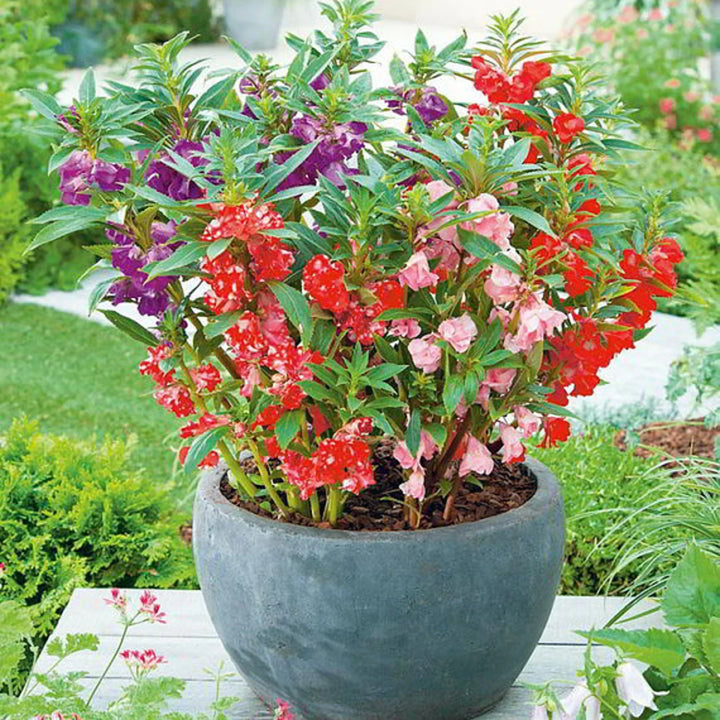 Balsamine Flower Seed for Planting 100