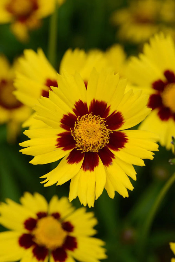 Coreopsis Cosmos Flower Seeds for Planting – Vibrant Blooms, Non-GMO, Heirloom Seeds