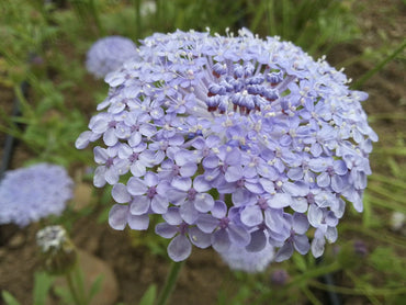 Lacy Lavender Blue – Didiscus Seed