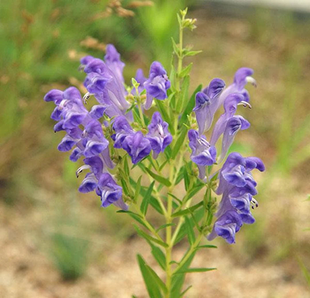 Skullcap- Oriental Blue