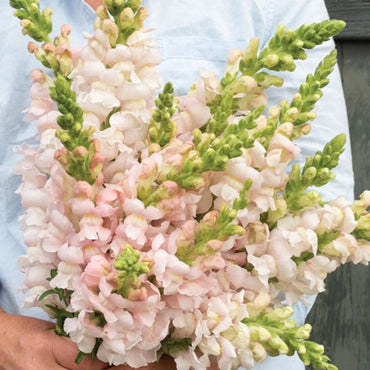 Costa Silver – Snapdragon Seed