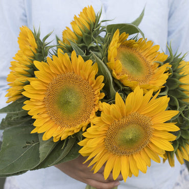 Heirloom Non-GMO Sunrich Gold Sunflower Seeds for Planting – Bright, Pollen-Free Blooms for Cutting Gardens