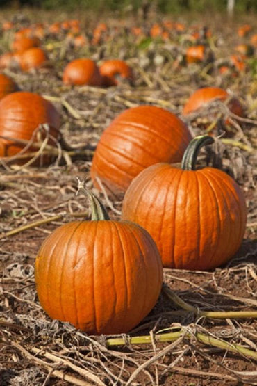 Expert – Treated Pumpkin Seed